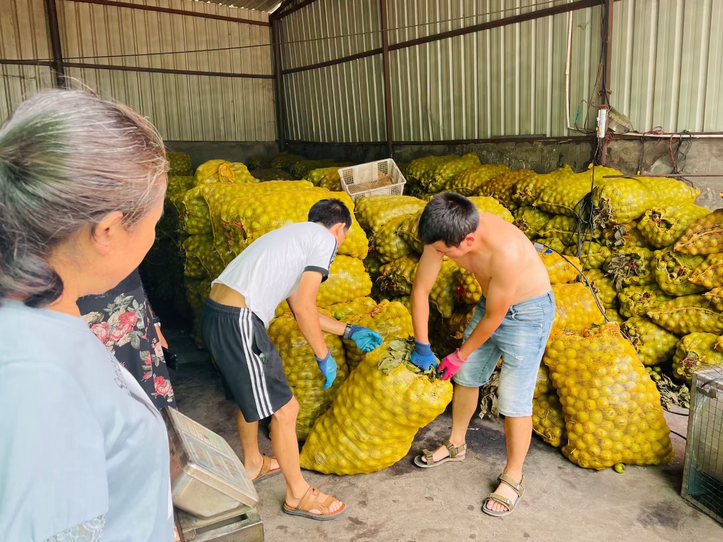 青皮核桃  大凉山盐源去青皮新鲜核桃树河核桃