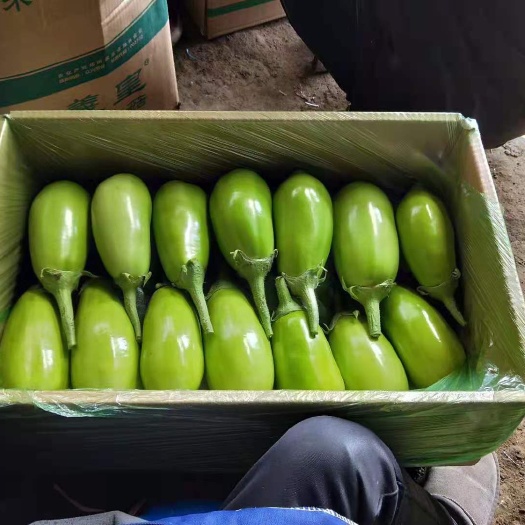 青茄  海绵茄子