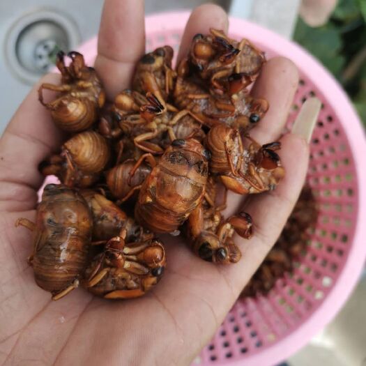 如皋市江苏省南通市如皋市金蝉。。。。。。。。。。。。。。。。。。。
