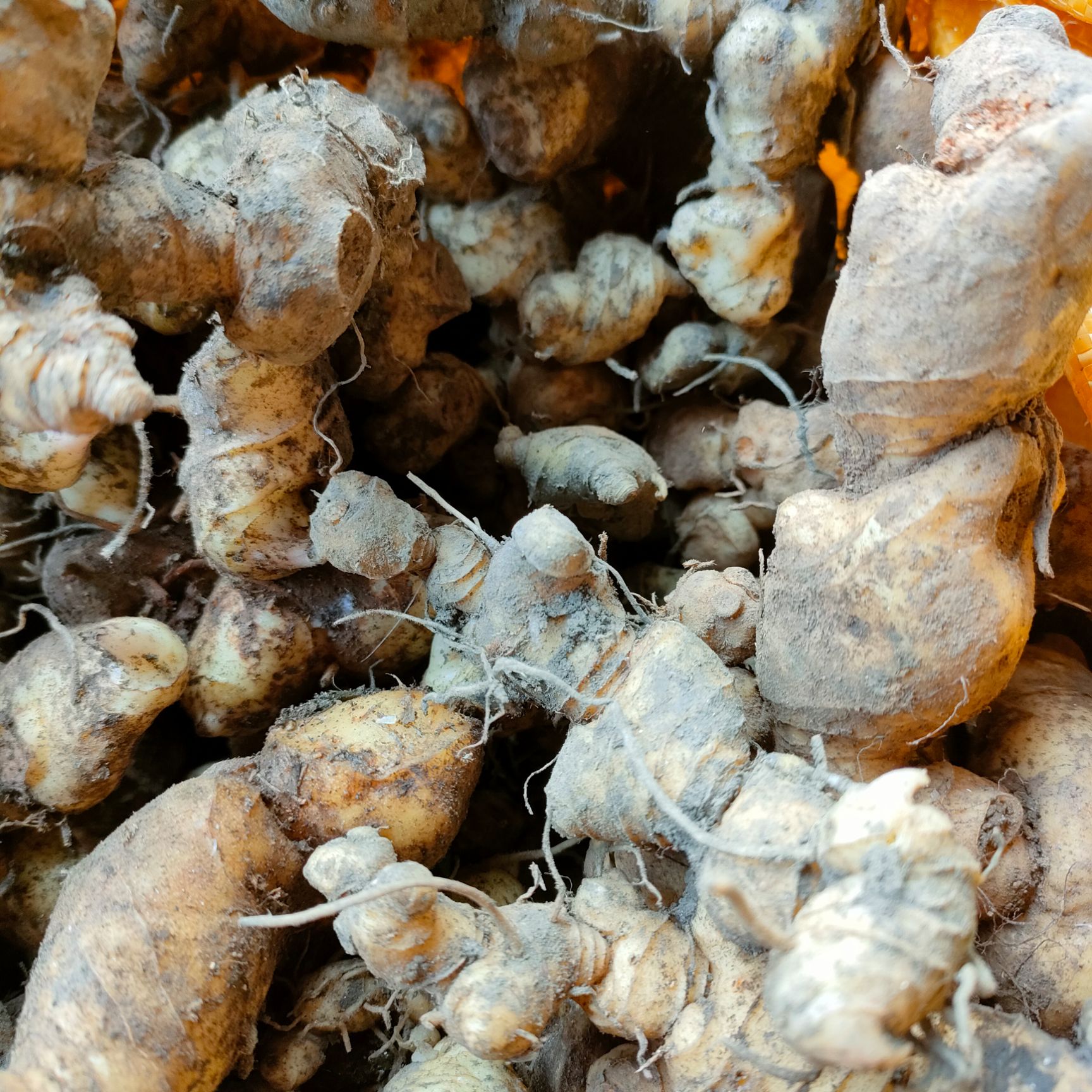 甜黄精  鲜黄精生新鲜老虎姜黄金正品鸡头中药材500g