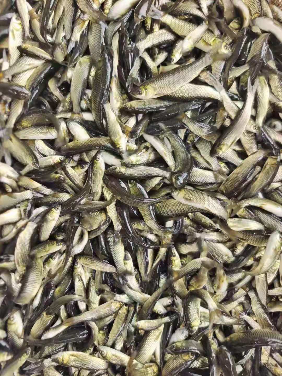 草鱼苗 