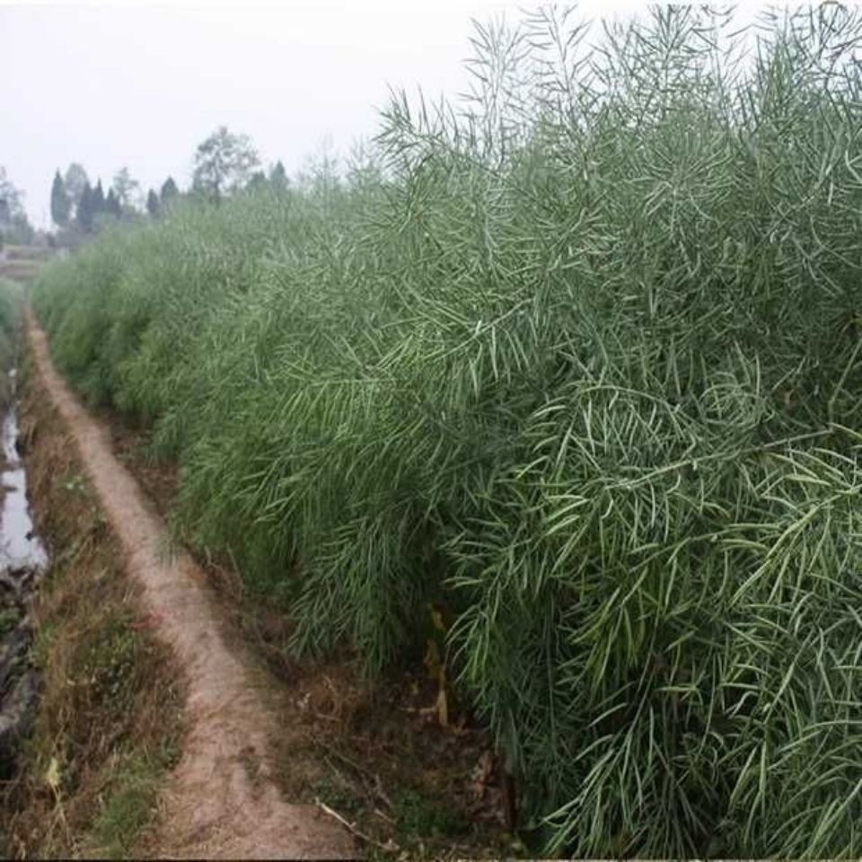 油菜籽种子  油满多油菜种子黑籽油菜种子带审定编号矮杆油菜种