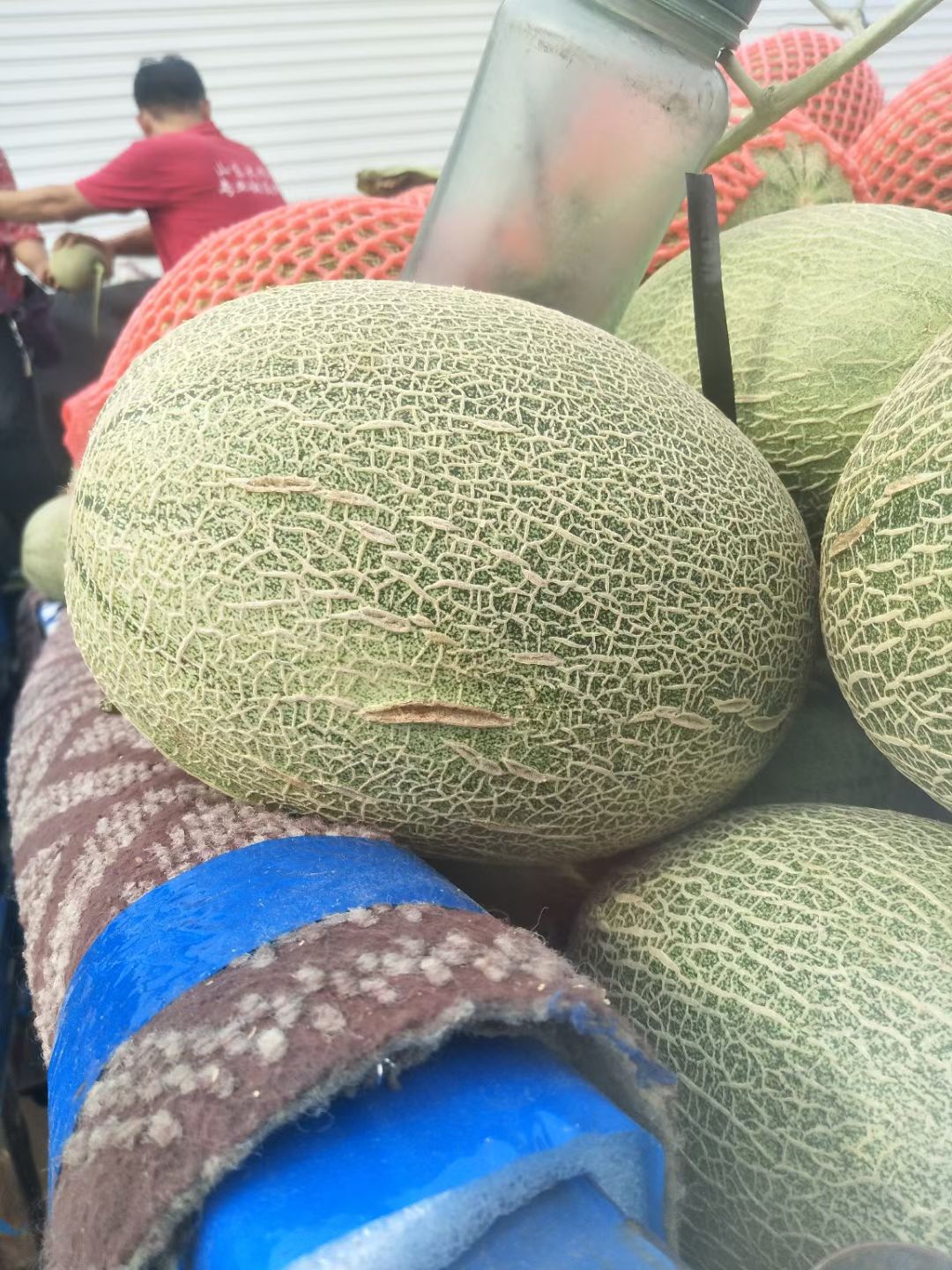 哈密瓜 山东省聊城市莘县