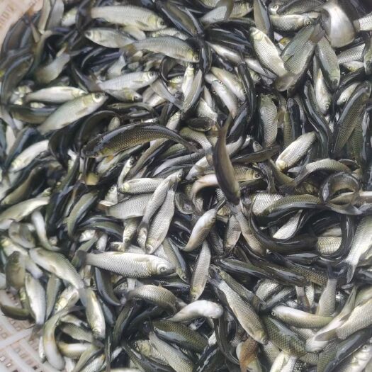新沂市草鱼苗 