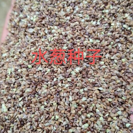 泊头市 水葱种子。芽率有保障。硬货