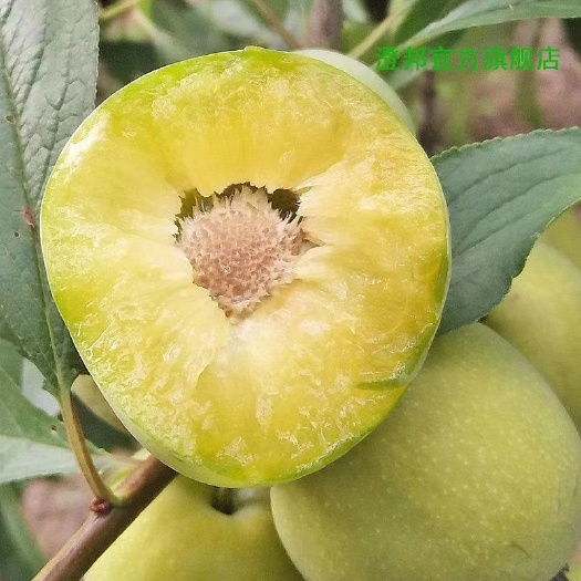 资中县油奈李子，口味带水蜜桃味