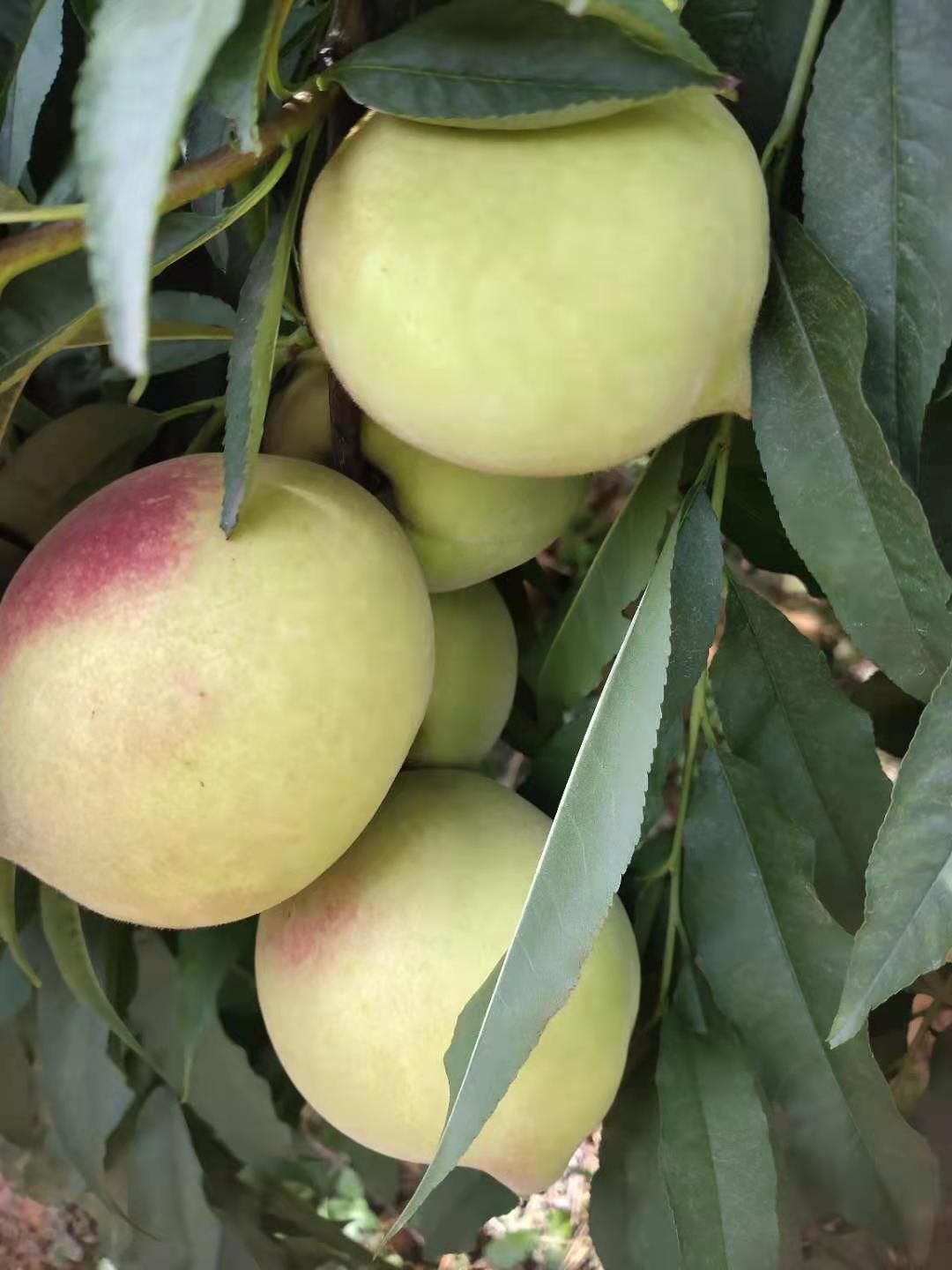 鹰嘴蜜桃 鹰嘴桃甜蜜上市了