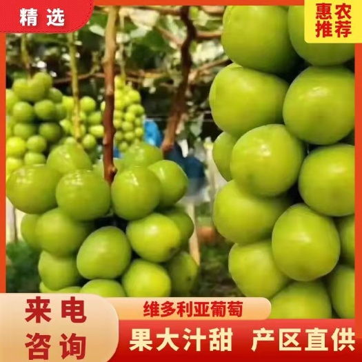晋州市阳光玫瑰，晴王，河北晋州万亩基地，从8月份一直持续到1月份