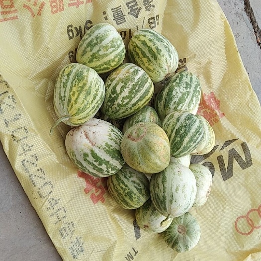 甜瓜 香瓜