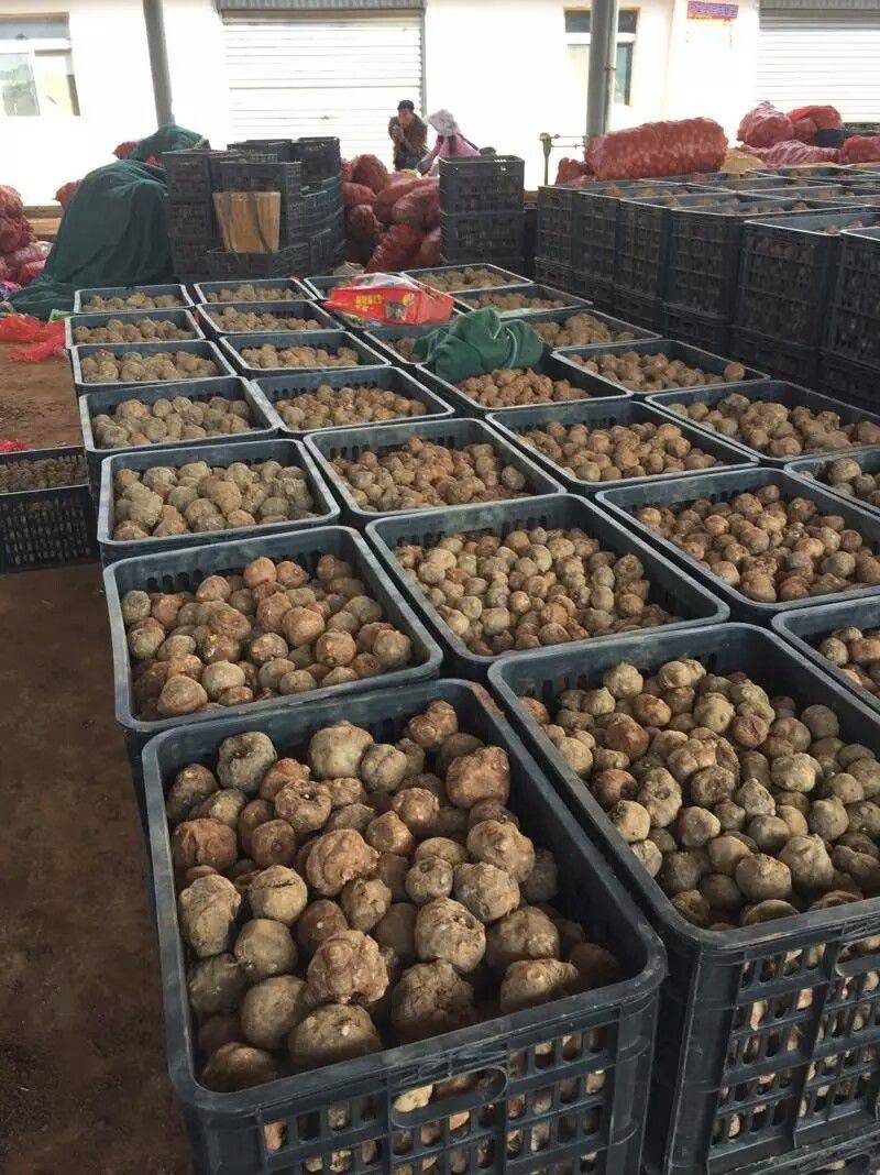 魔芋种子，一代二代魔芋种子，全国发货，免费技术，签回收合同