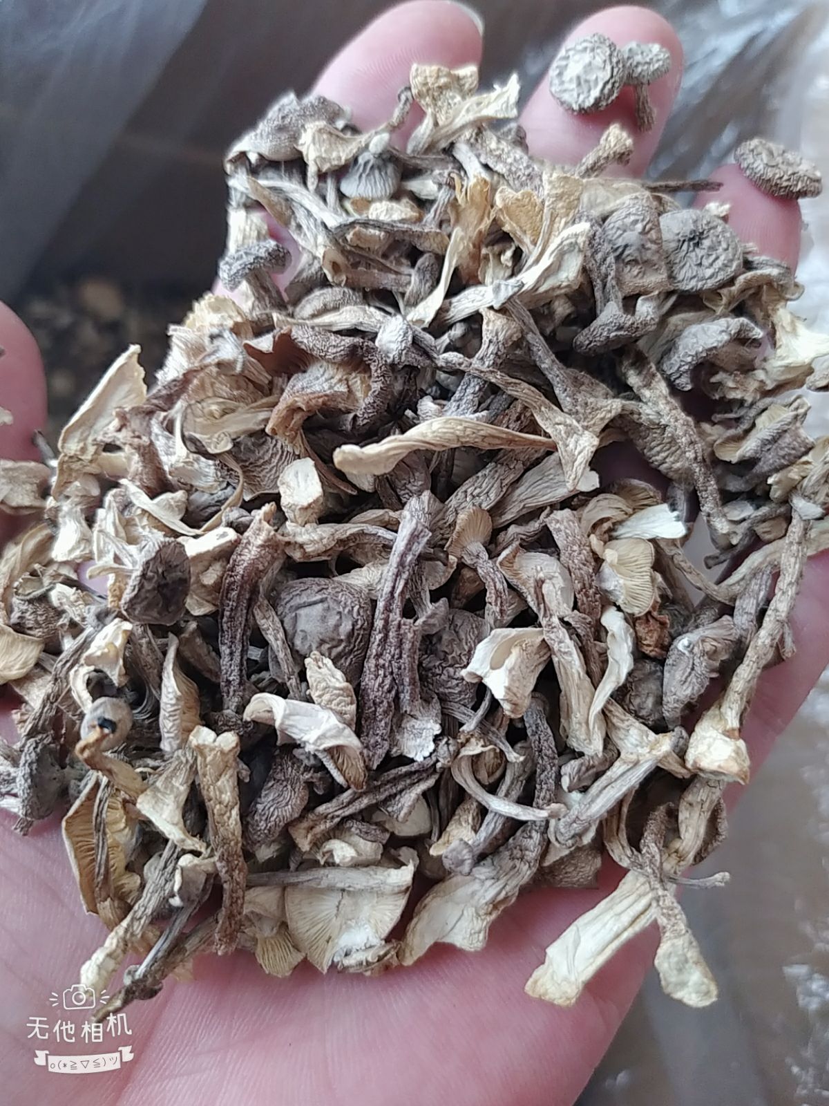 鹿茸菇厂地直销。碎片。断脚断帽13斤一件起批发。质量保证。