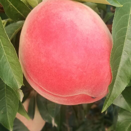 礼泉县北京八号水蜜桃子