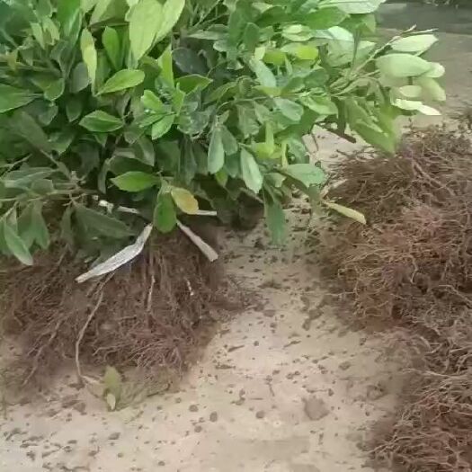 宜昌中华蚊母树 小叶蚊母移栽苗