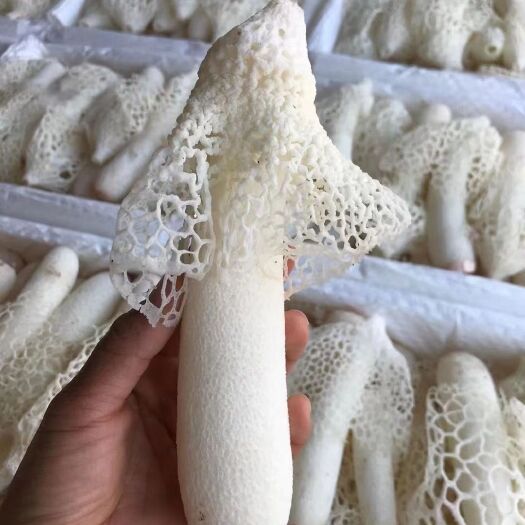 昆明红托竹荪 新鲜竹花