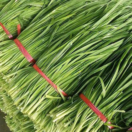 大叶韭菜  韭菜大量上市，质量好 手工好