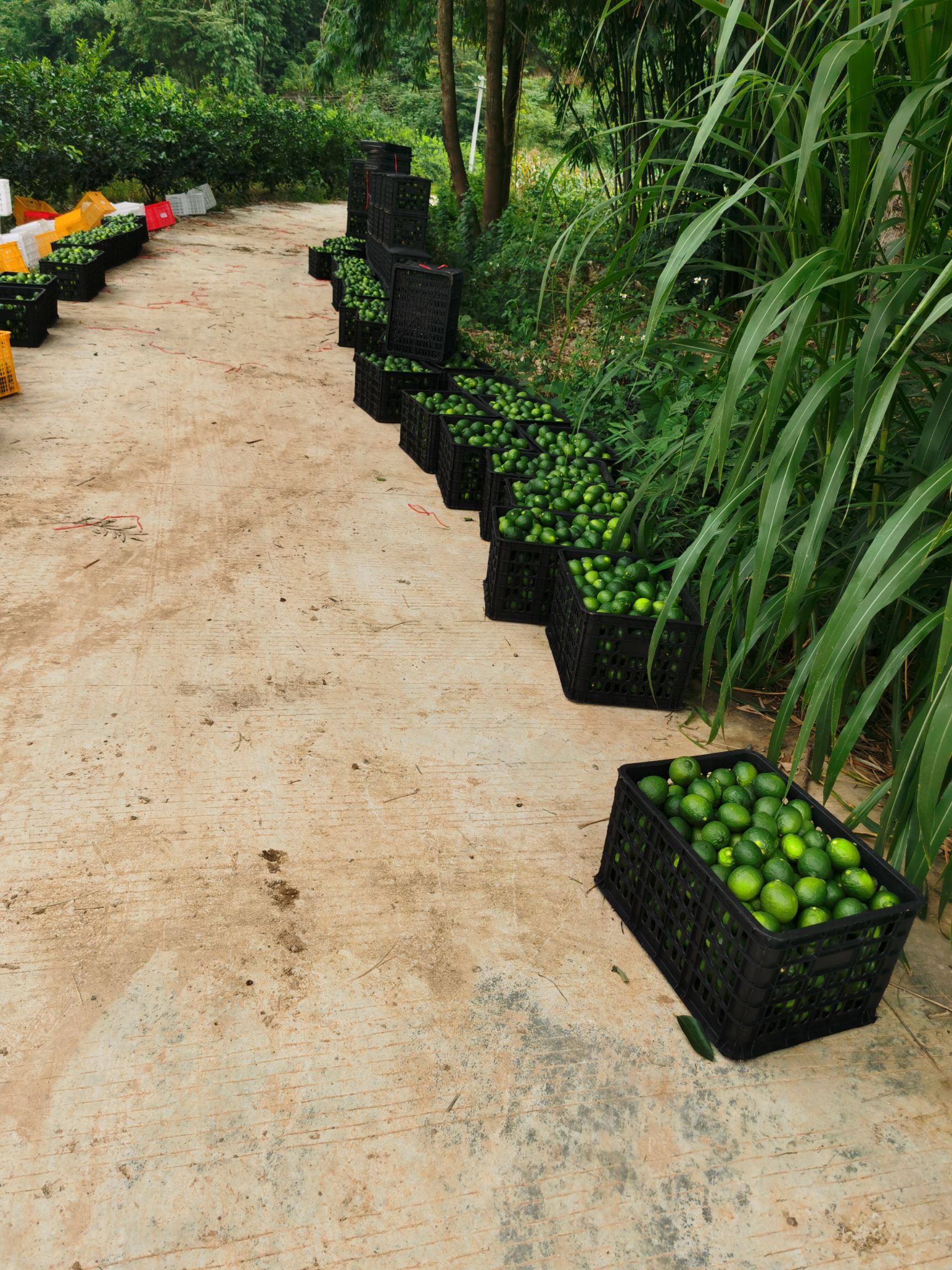 莱姆柠檬  泰国无籽青柠