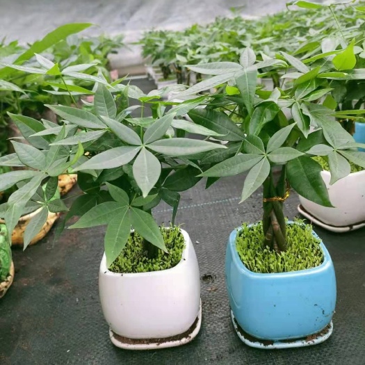 广州 五编发财树小森林