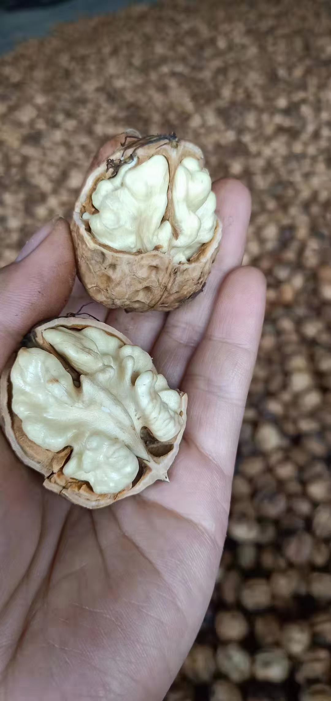 青皮核桃  大凉山盐源去青皮新鲜核桃树河核桃