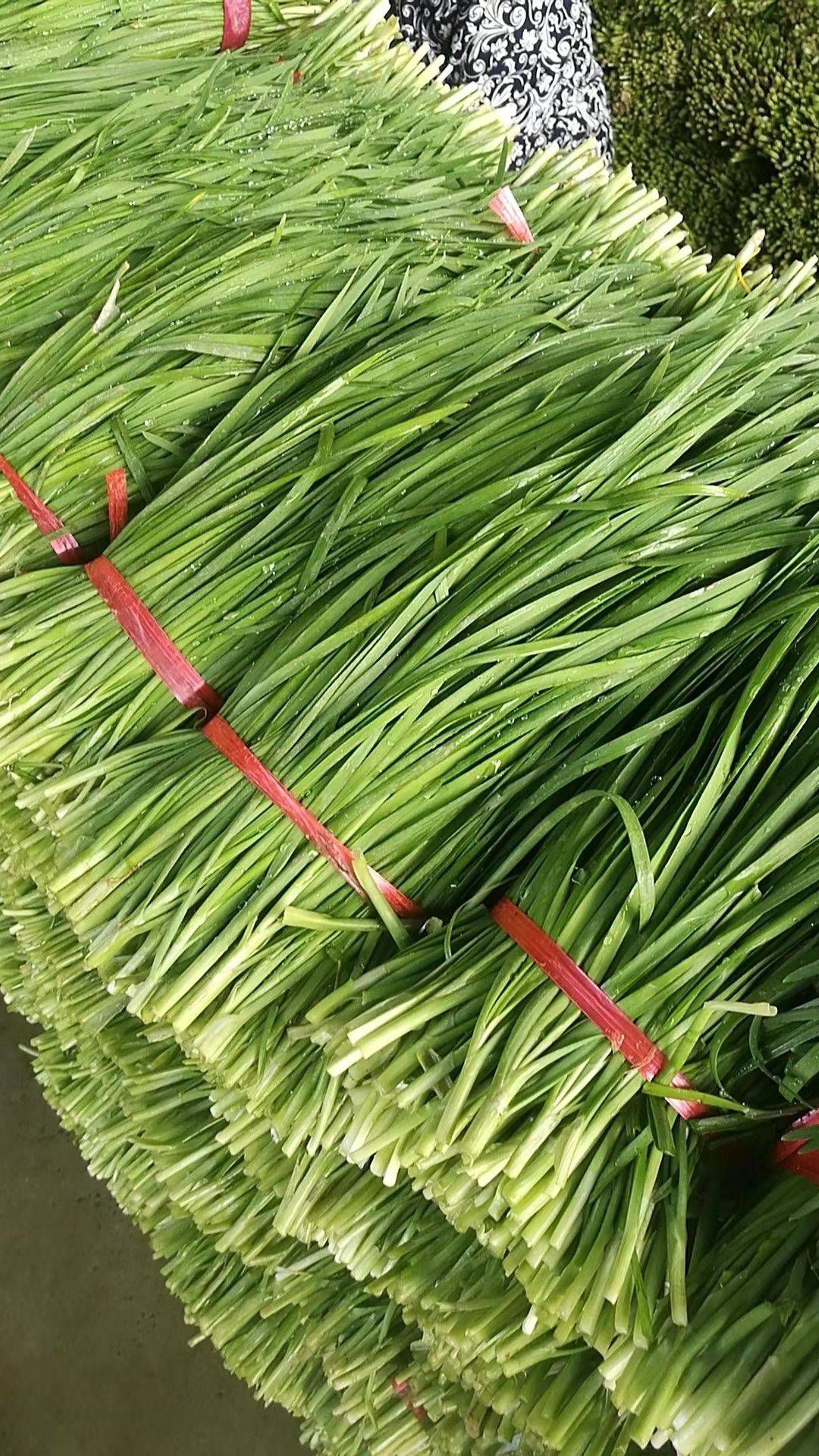 大叶韭菜  韭菜大量上市，质量好 手工好