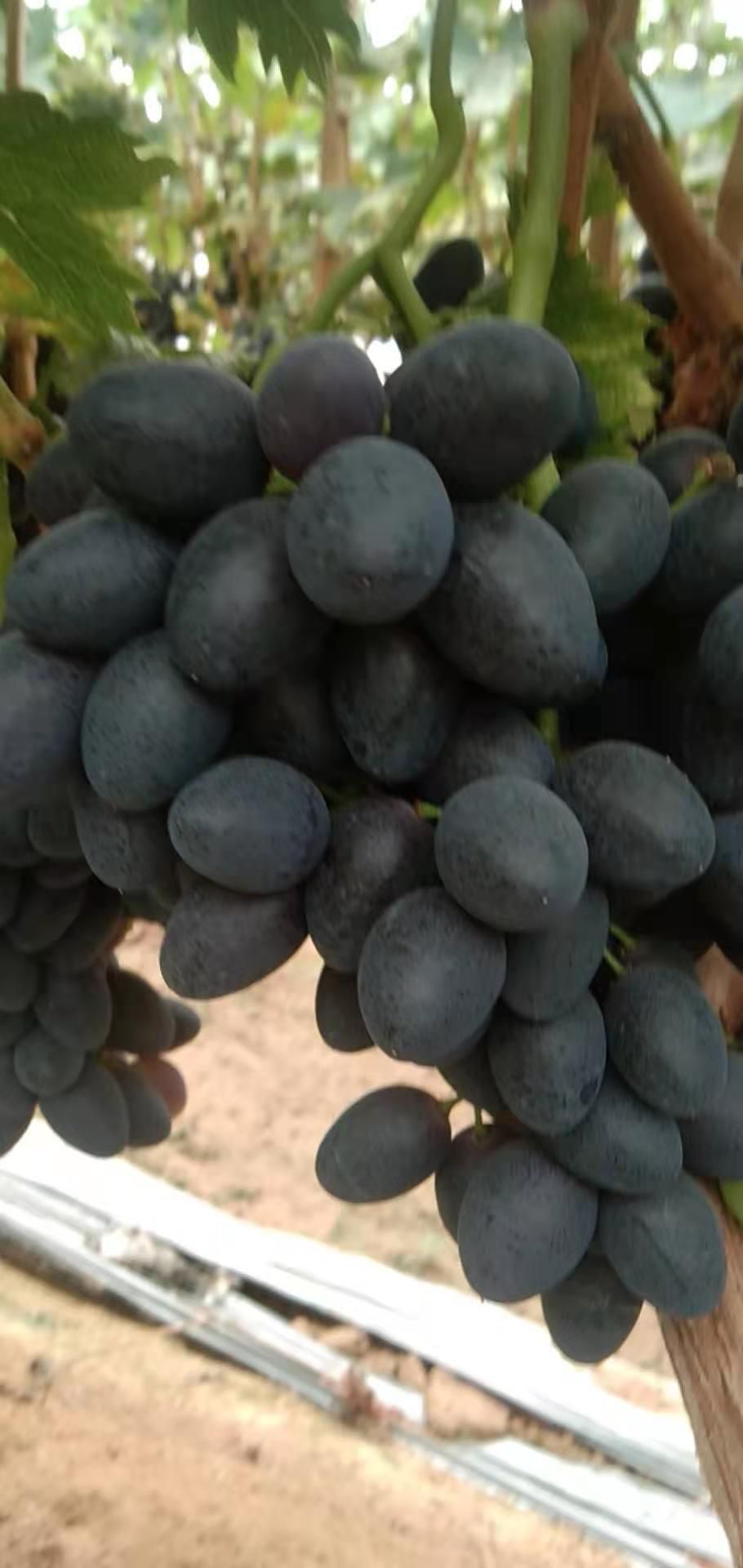 葡萄  大量A17上市