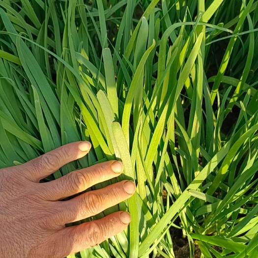 大叶韭菜 头茬 