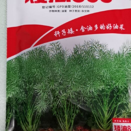 油菜籽种子 矮油868油菜种子黑籽油菜种子审定品种抗病矮杆
