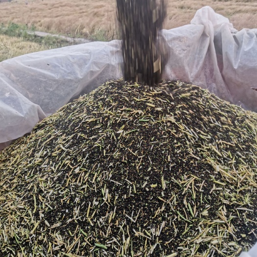 仪陇县油菜籽