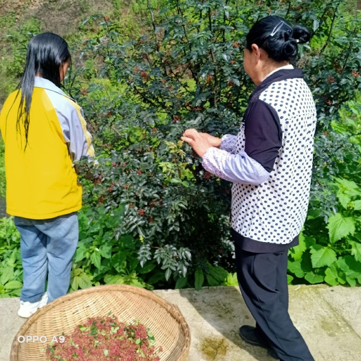 纳雍县红花椒 贵州省毕节市纳雍县 一级 鲜花椒