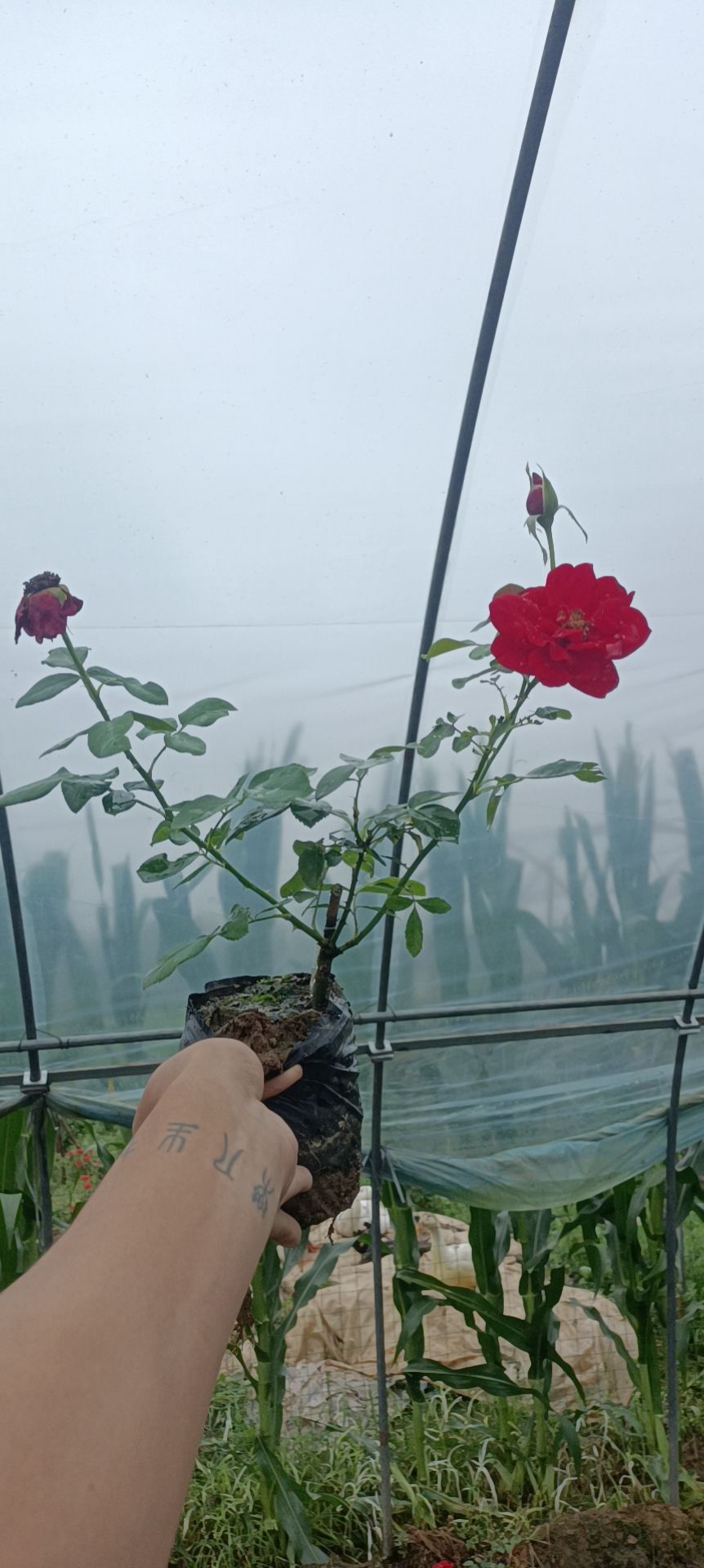 大花月季  丰花月季