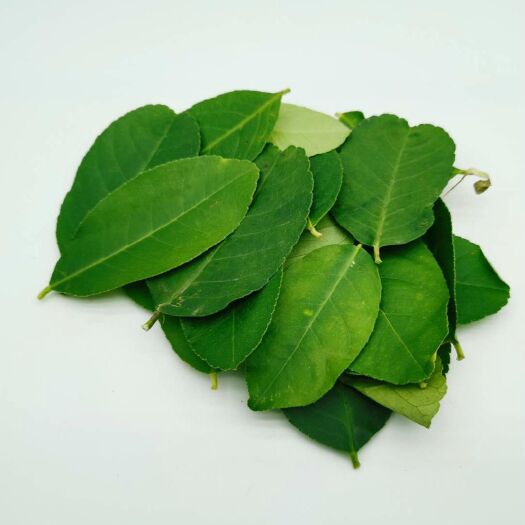 钦州桂味荔枝  新鲜柠檬叶