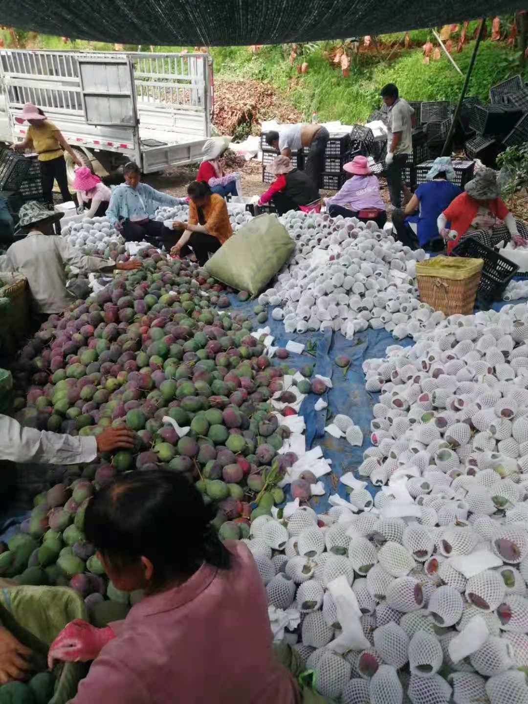 吉碌  货均匀，品质量好。