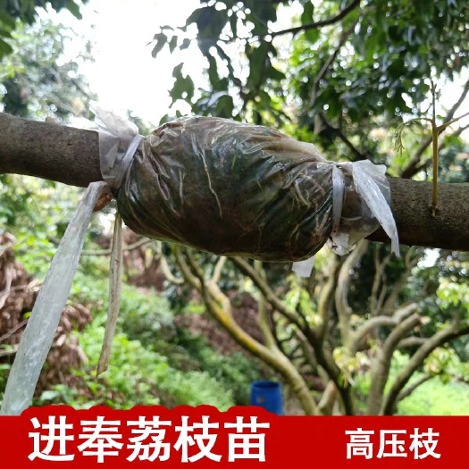 广州仙进奉荔枝苗  荔枝清甜又多汁