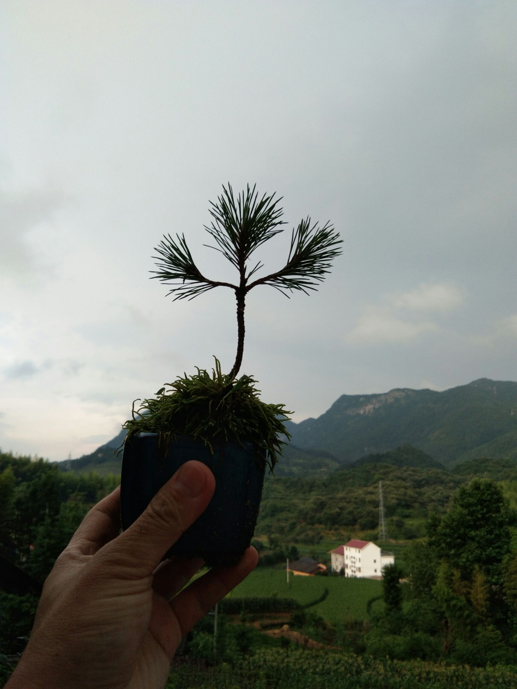 精选黄山松微型盆栽