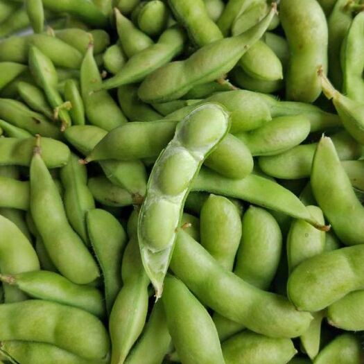 新沂市 【产地直发】新鲜带壳毛豆生毛豆青毛豆应季青豆新鲜蔬菜现摘现发