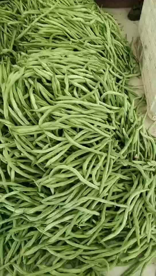 供应山西应县白不老、白王豆角