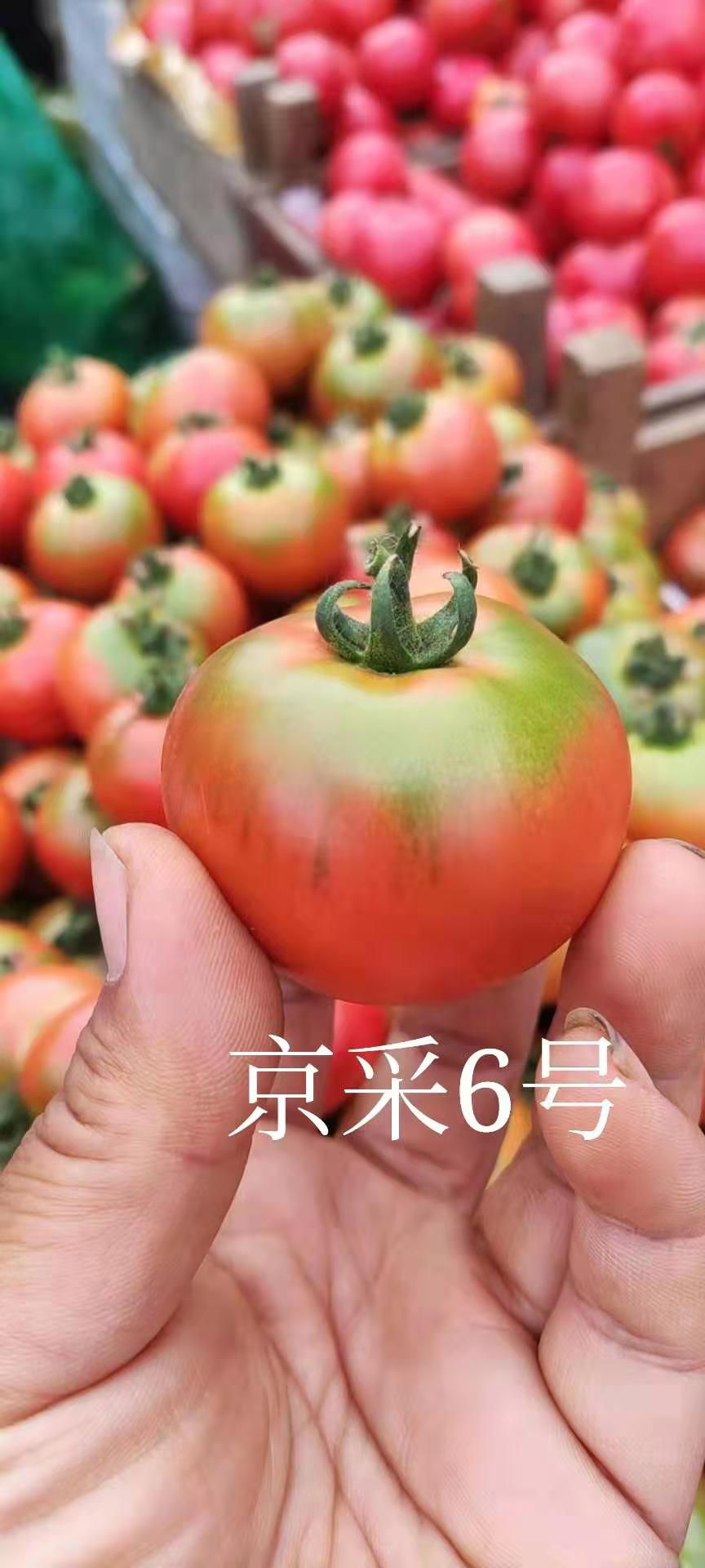 水果西红柿  青岛平度，草莓柿子又称铁皮柿子，口感酸甜，怀念小时候的味道