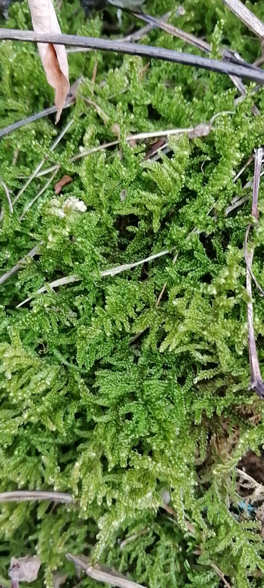 台州青苔 大灰藓及其它藓