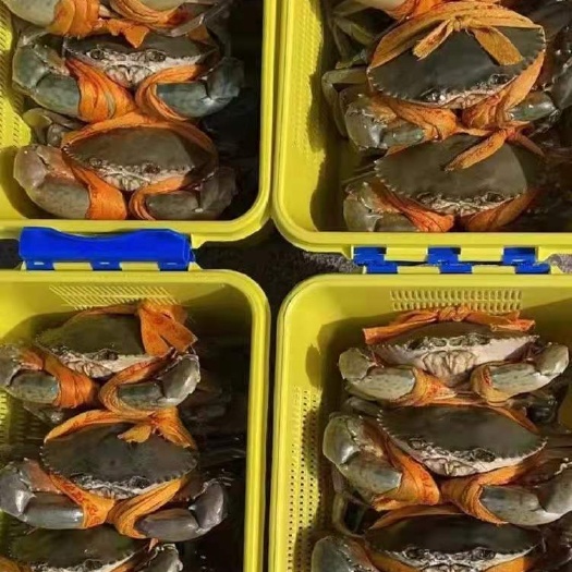 宁海县 三门青蟹