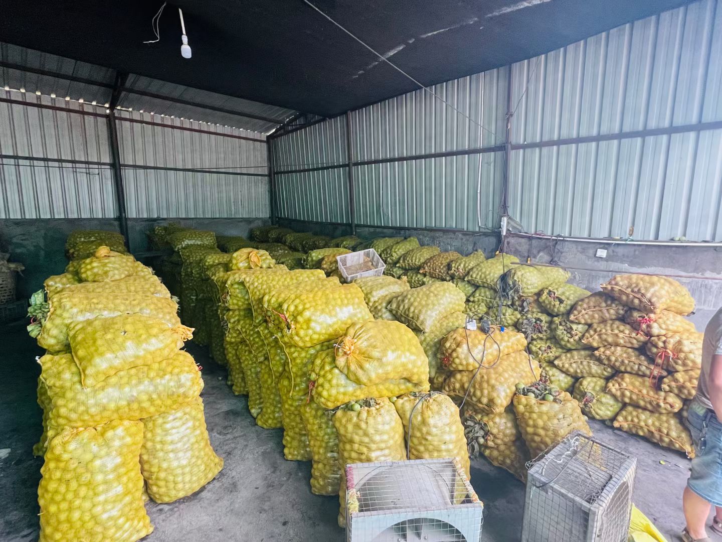 青皮核桃  大凉山盐源去青皮新鲜核桃树河核桃
