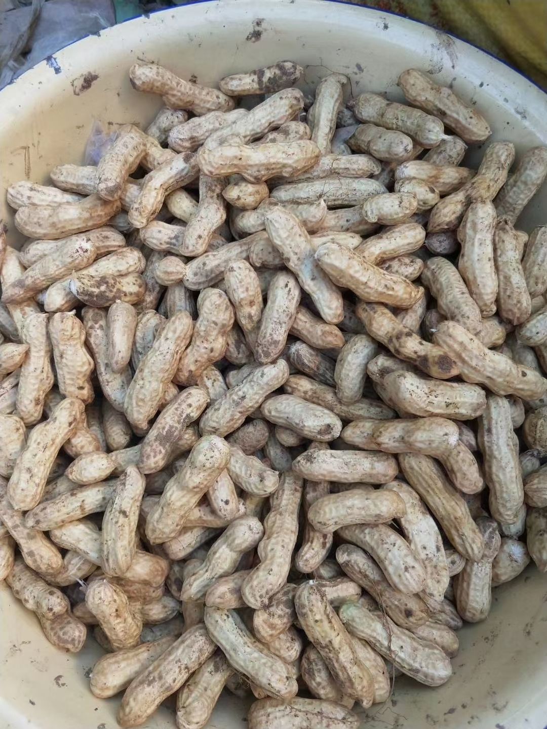 花生，鲜花生，四粒红花生，现货供应，支持视频看货