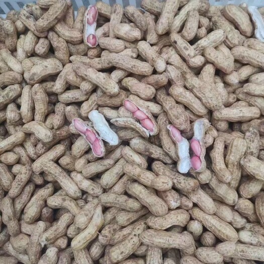 开封花生，鲜花生，四粒红花生，现货供应，支持视频看货