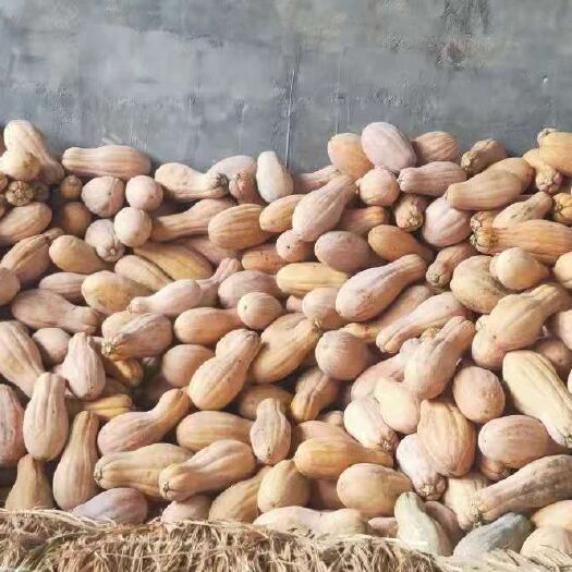 新野县蜜本南瓜  密本南瓜