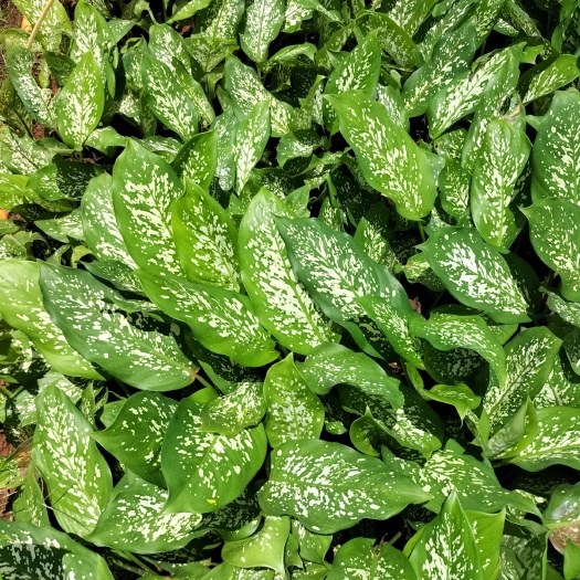海口花叶万年青 带盆