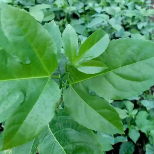 灵山县广西百香果苗产地直销常年供应