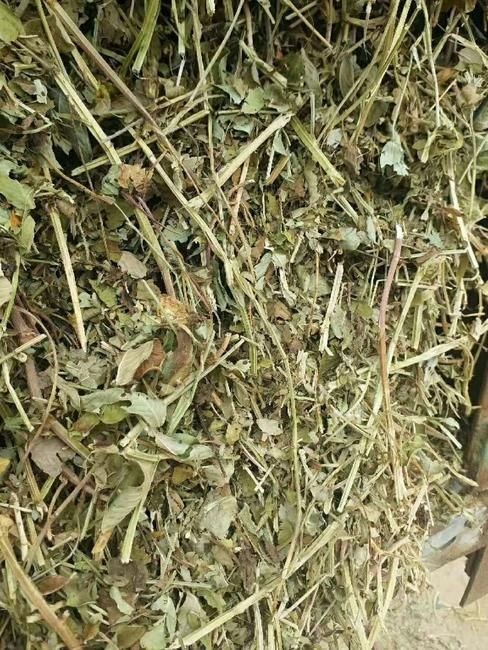 滦州市 去土去膜花生秧，保质保量，价格优惠，诚信为本