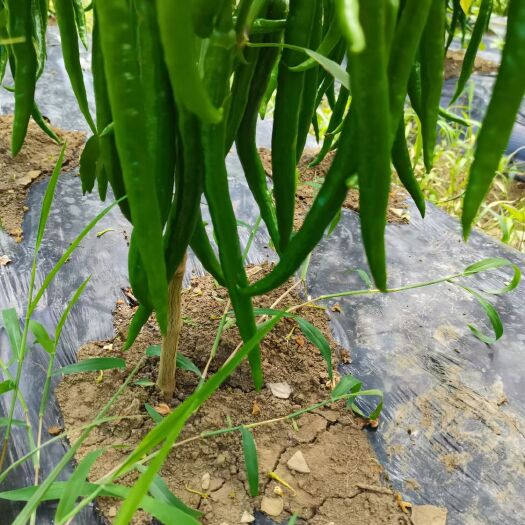 安顺 3号辣椒