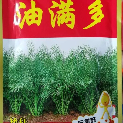 沭阳县油菜籽种子  油满多油菜种子黑籽油菜种子带审定编号矮杆油菜种