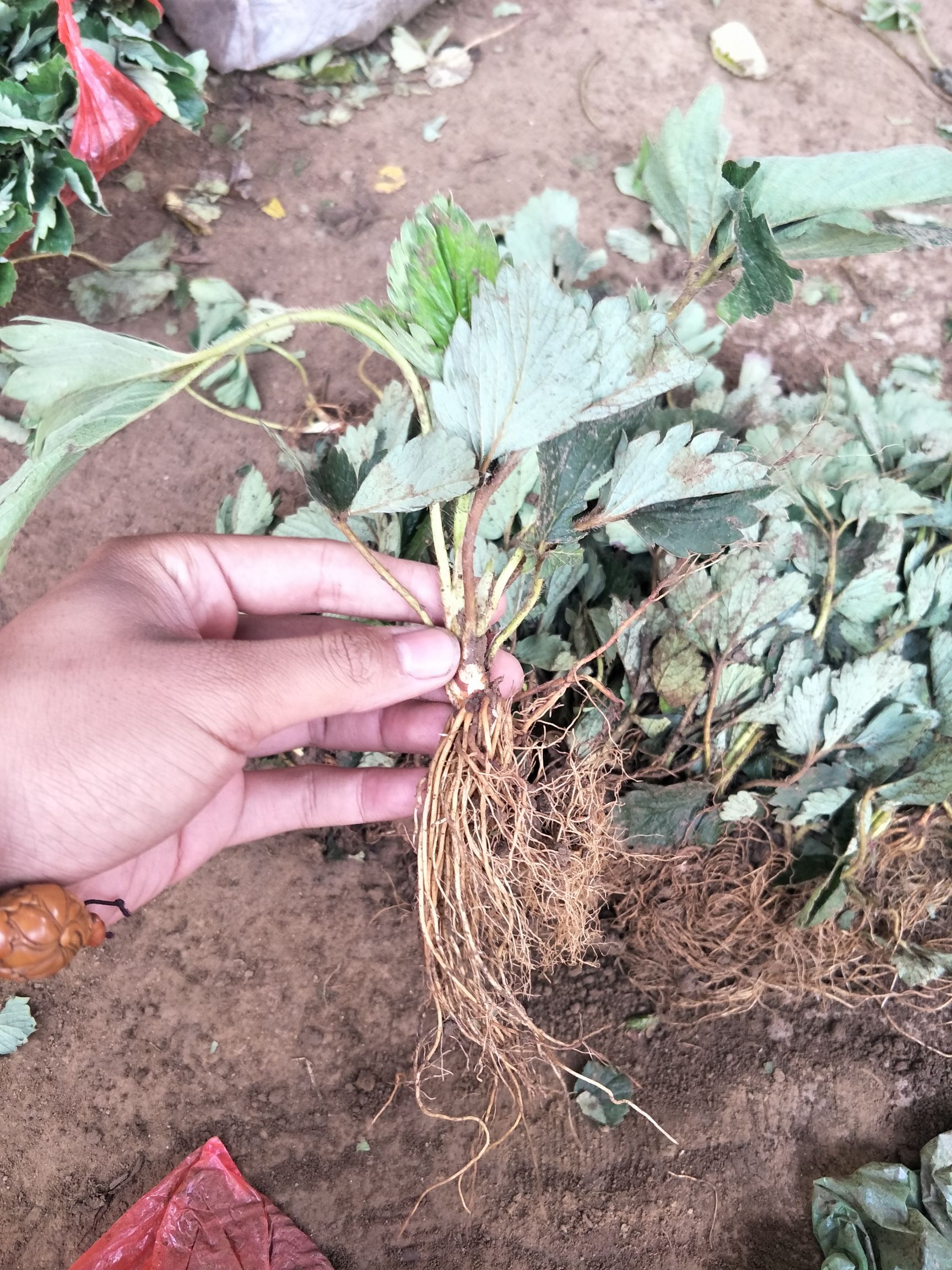 妙香7号草莓苗  自己基地培育。经验足，价格便宜。质量有保障