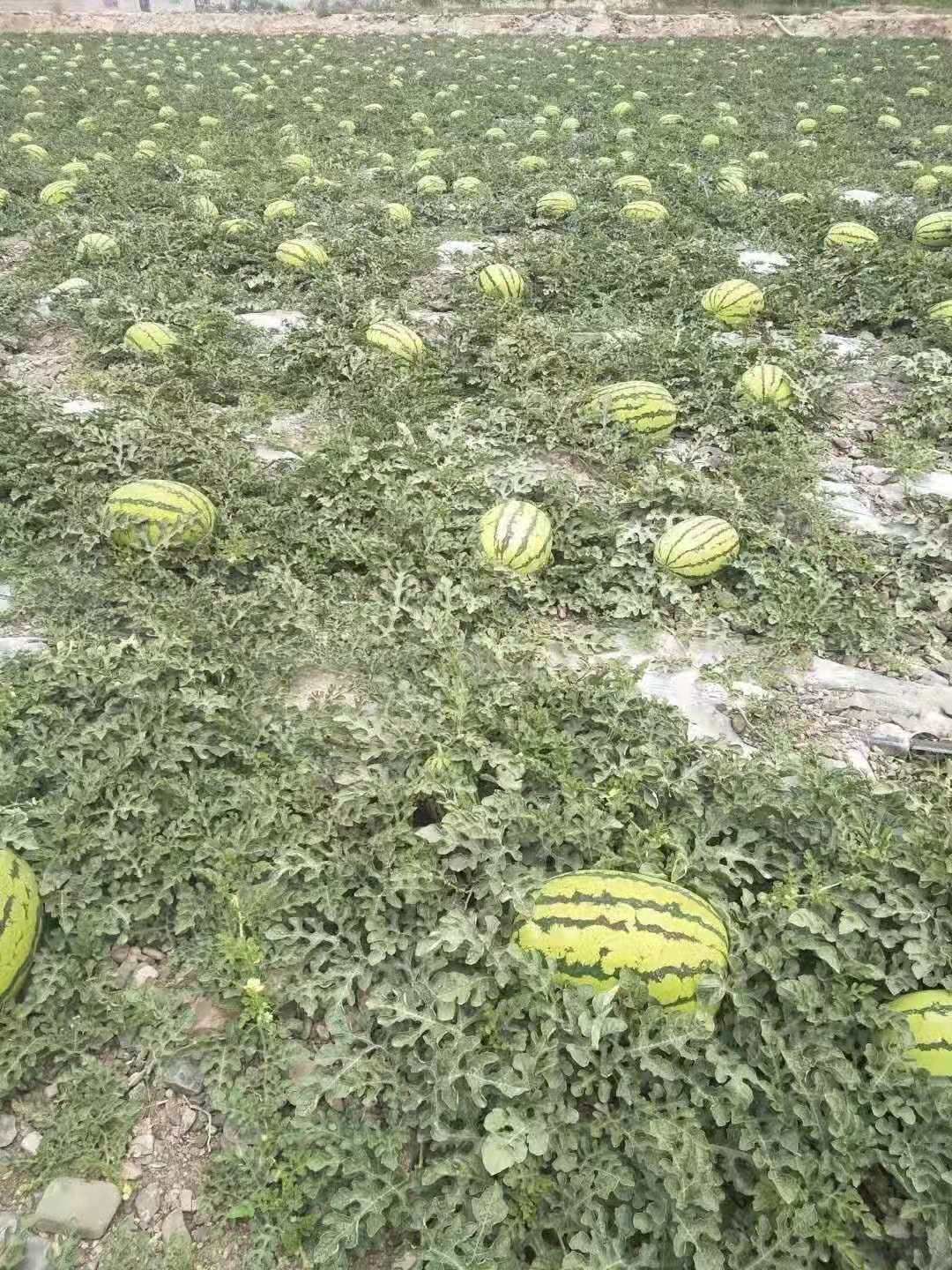 金花西瓜 旱地石头缝里长出来的硒砂瓜
