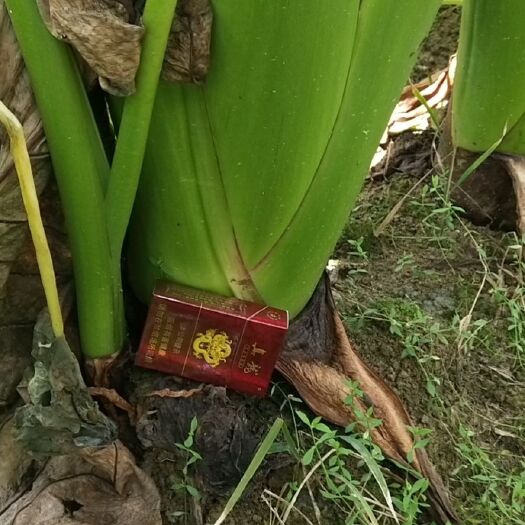 宾阳县香芋 广西宾阳芋头大量上市